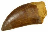 Serrated, Carcharodontosaurus Tooth - Real Dinosaur Tooth #308355-1